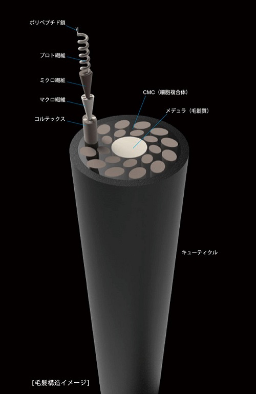 髪の構造