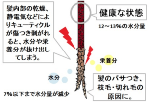髪の構造・切れ毛の画像